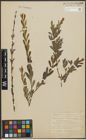 Foto von Salix purpurea subsp. amplexicaulis (Bory) C. K. Schneid.